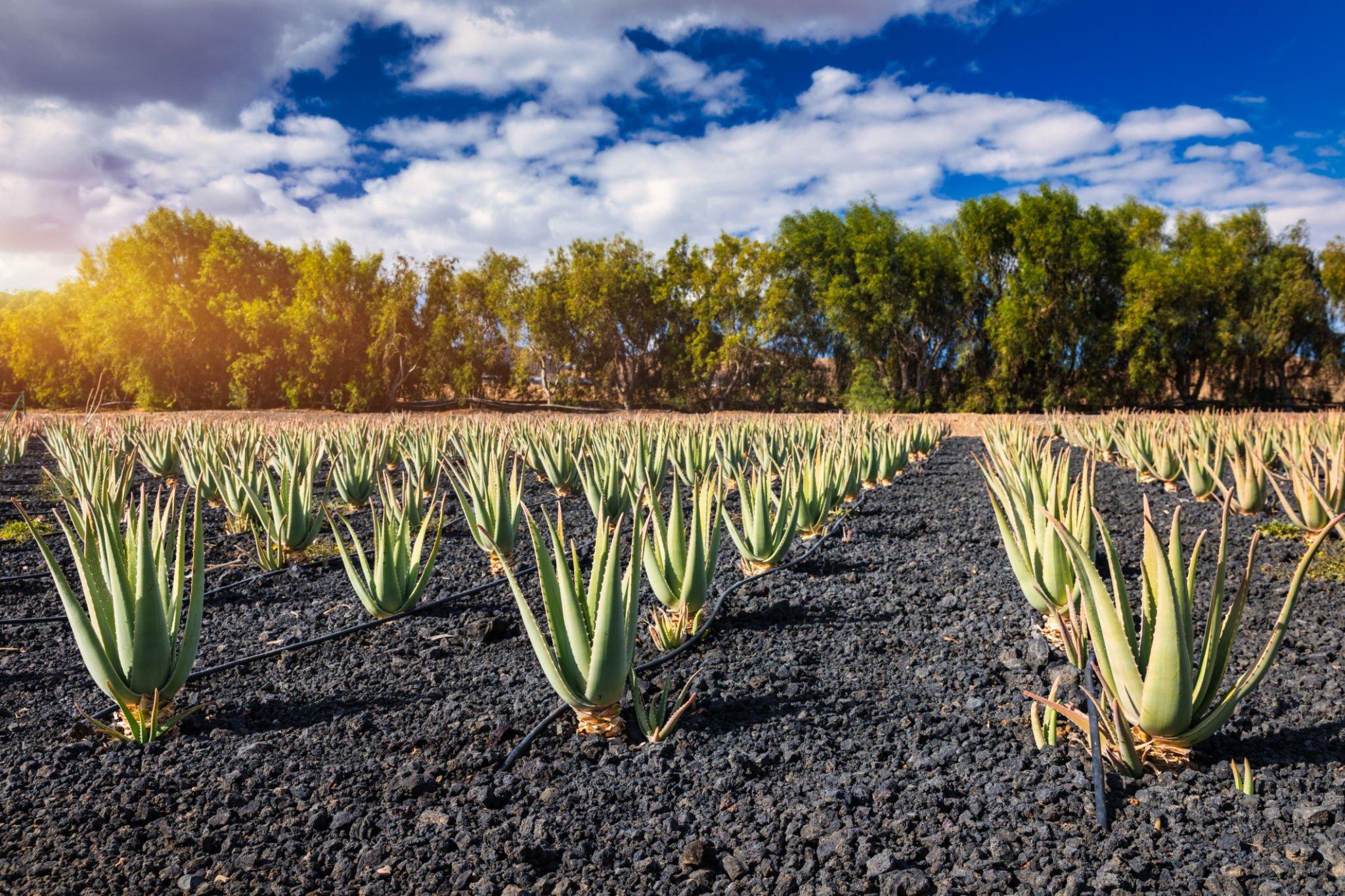 Plantación de aloe vera sobre suelo volcánico negro