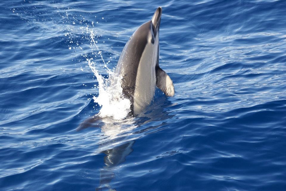 Safari en barco al norte de La Palma