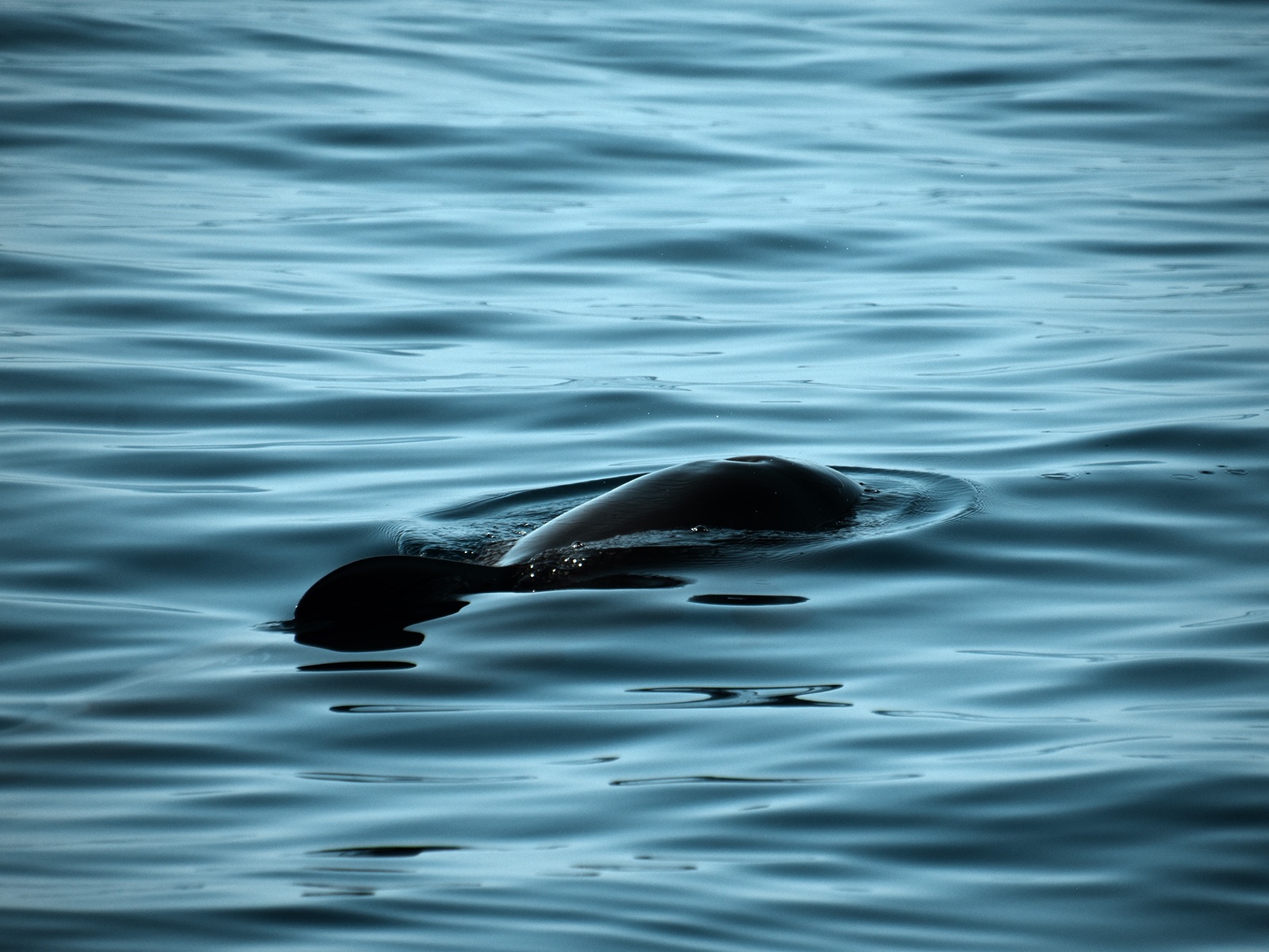 Ballenas y delfines en catamarán eléctrico (WeWhale)
