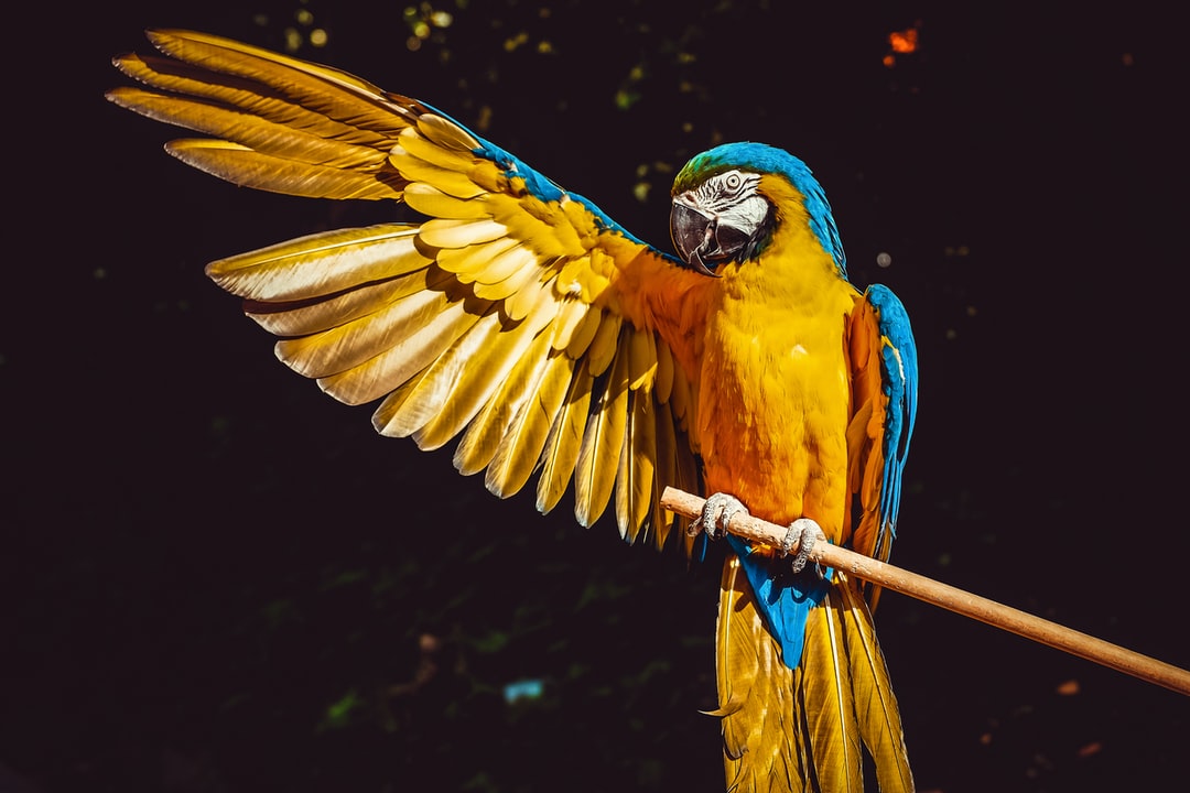 Entrada a Loro Parque - Tenerife