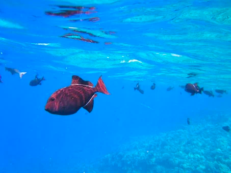 Tour de snorkel en Los Canarios